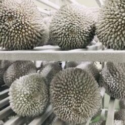 kho lạnh bảo quản sầu riêng