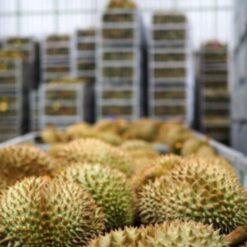 kho lạnh sầu riêng